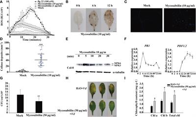 Transcriptome and metabolome analyses reveal that Bacillus subtilis BS-Z15 lipopeptides mycosubtilin homologue mediates plant defense responses